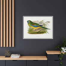 Turquoisine (Neophema pulchella) colored wood-engraved plate by Alexander Francis Lydon