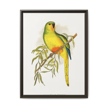 Orange-Bellied Parrakeet (Neophema chrysogaster) colored wood-engraved plate by Alexander Francis Lydon. - NOMADEN ART GALLERY