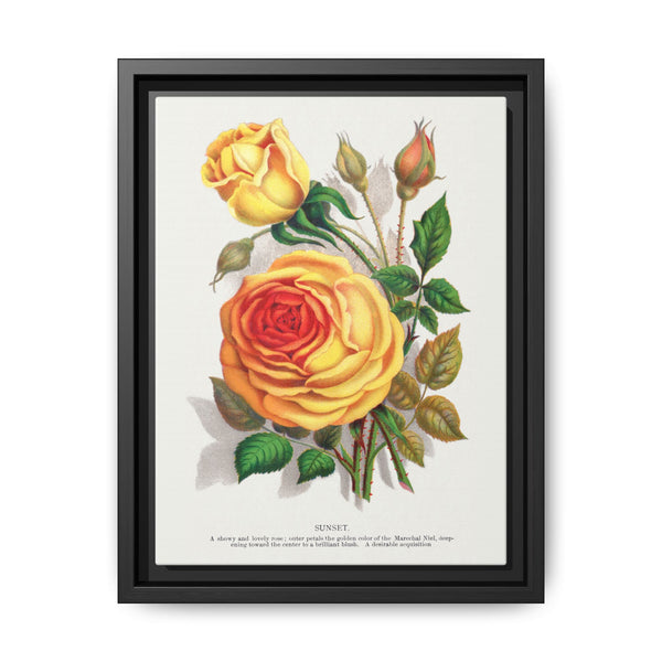 lithograph from Botanical Specimen published by Rochester Lithographing - NOMADEN ART GALLERY