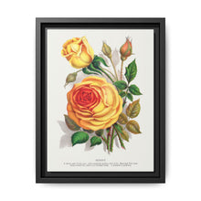 lithograph from Botanical Specimen published by Rochester Lithographing - NOMADEN ART GALLERY