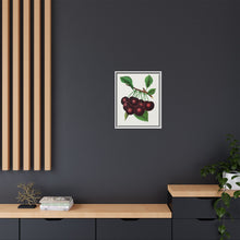 Black Tartarian cherry lithograph. Digitally enhanced from our own original 1900 edition plates of Botanical Specimen published by Rochester Lithographing