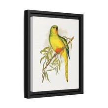 Orange-Bellied Parrakeet (Neophema chrysogaster) colored wood-engraved plate by Alexander Francis Lydon. - NOMADEN ART GALLERY