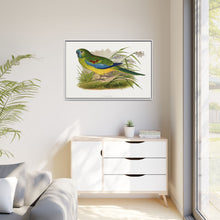 Turquoisine (Neophema pulchella) colored wood-engraved plate by Alexander Francis Lydon
