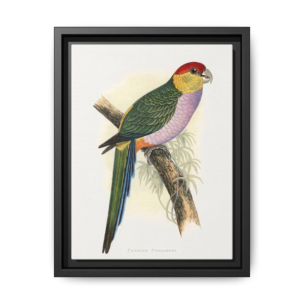 Pileated Parrakeet (Pionopsitta pileata) colored wood-engraved plate by Alexander Francis Lydon. - NOMADEN ART GALLERY