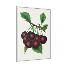 Black Tartarian cherry lithograph. Digitally enhanced from our own original 1900 edition plates of Botanical Specimen published by Rochester Lithographing