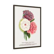 Double Althea in 3 colors lithograph. Digitally enhanced from our own original 1900 edition plates of Botanical Specimen published by Rochester Lithographing