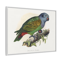 Red-Vented Parrot (Amazona martinicana) colored wood-engraved plate by Alexander Francis Lydon