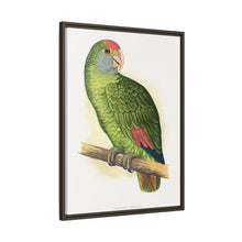Dufresne's Amazon (Amazona dufresniana) colored wood-engraved plate by Alexander Francis Lydon