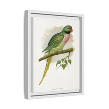 Javan Parrakeet (Psittacula alexandri) colored wood-engraved plate by Alexander Francis Lydon.
