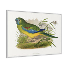 Turquoisine (Neophema pulchella) colored wood-engraved plate by Alexander Francis Lydon