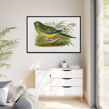Turquoisine (Neophema pulchella) colored wood-engraved plate by Alexander Francis Lydon