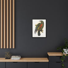 Mountain Parrot (Nestor notabilis) colored wood-engraved plate by Alexander Francis Lydon
