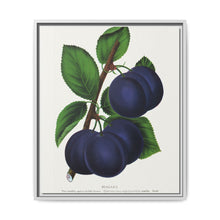 Niagara plum lithograph. Digitally enhanced from our own original 1900 edition plates of Botanical Specimen published by Rochester Lithographing - NOMADEN ART GALLERY