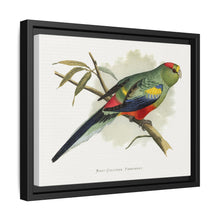Many-Coloured Parrakeet (Psephotellus varius) colored wood-engraved plate by Alexander Francis Lydon