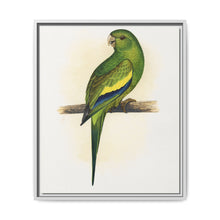 Canary-Winged Conure ( Brotogeris versicolurus) colored wood-engraved plate by Alexander Francis Lydon - NOMADEN ART GALLERY