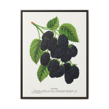 Snyder Blackberry lithograph from Botanical Specimen published by Rochester Lithographing - NOMADEN ART GALLERY