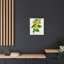 Golden queen raspberry lithograph. Digitally enhanced from our own original 1900 edition plates of Botanical Specimen published by Rochester Lithographing