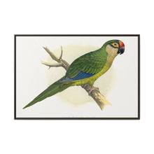 Golden-Crowned Conure (Aratinga auricapillus) colored wood-engraved plate by Alexander Francis Lydon - NOMADEN ART GALLERY