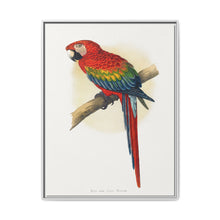 Red and Blue Macaw (Ara macao) colored wood-engraved plate by Alexander Francis Lydon - NOMADEN ART GALLERY