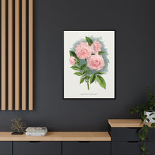 Pink rose, Clothilde Soupert lithograph. Digitally enhanced from our own original 1900 edition plates of Botanical Specimen published by Rochester Lithographing
