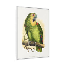 Blue-Fronted Amazon (Amazona aestiva) colored wood-engraved plate by Alexander Francis Lydon