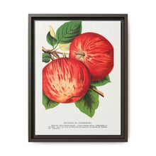 Duchess of Oldenburg apples lithograph from Botanical Specimen published by Rochester Lithographing - NOMADEN ART GALLERY