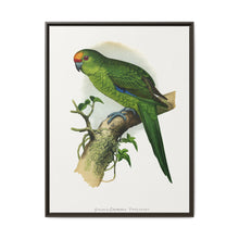 Golden-Crowned Parrakeet (Cyanoramphus auriceps) colored wood-engraved plate by Alexander Francis Lydon - NOMADEN ART GALLERY