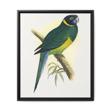 Bauer's Parrakeet (Barnardius zonarius) colored wood-engraved plate by Alexander Francis Lydon. - NOMADEN ART GALLERY