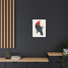 Gang-Gang Cockatoo (Callocephalon fimbriatum) colored wood-engraved plate by Alexander Francis Lydon