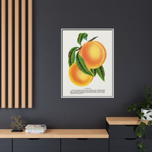 Champion plum lithograph from Botanical Specimen published by Rochester Lithographing
