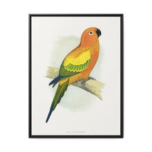 Sun Parrakeet (Aratinga solstitialis) colored wood-engraved plate by Alexander Francis Lydon - NOMADEN ART GALLERY
