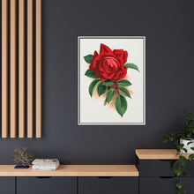 Red rose, Alfred Colomb lithograph. Digitally enhanced from our own original 1900 edition plates of Botanical Specimen published by Rochester Lithographing