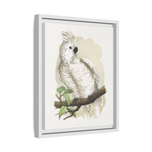 Placa xilográfica coloreada de la cacatúa de cresta blanca (Cacatua alba) de Alexander Francis Lydon
