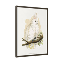 Goffin's Cockatoo (Cacatua goffiniana) colored wood-engraved plate by Alexander Francis Lydon.