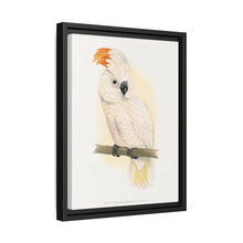 Great Salmon-Crested Cockatoo (CACATUA MOLUCCENSIS) colored wood-engraved plate by Alexander Francis Lydon.