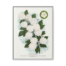 Japanese snowball flower lithograph. Digitally enhanced from our own original 1900 edition plates of Botanical Specimen published by Rochester Lithographing - NOMADEN ART GALLERY