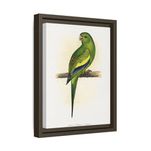 Canary-Winged Conure ( Brotogeris versicolurus) colored wood-engraved plate by Alexander Francis Lydon