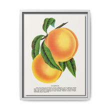 Champion plum lithograph from Botanical Specimen published by Rochester Lithographing - NOMADEN ART GALLERY