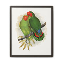 West African Love-Bird (Agapornis) colored wood-engraved plate by Alexander Francis Lydon. - NOMADEN ART GALLERY