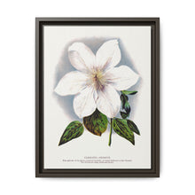 Clematis flower lithograph. Digitally enhanced from our own original 1900 edition plates of Botanical Specimen published by Rochester Lithographing - NOMADEN ART GALLERY