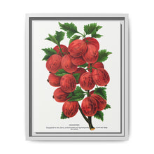 Industry Gooseberry lithograph. Digitally enhanced from our own original 1900 edition plates of Botanical Specimen published by Rochester Lithographing - NOMADEN ART GALLERY