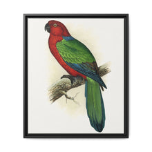 Red Shining Parrakeet (Prosopeia tabuensis) colored wood-engraved plate by Alexander Francis Lydon - NOMADEN ART GALLERY