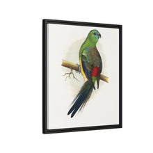 Blood or Red-Rumped Parrakeet (Psephotus haematonotus) colored wood-engraved plate by Alexander Francis Lydon