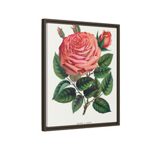 Pink rose, Glorie de Dijon lithograph. Digitally enhanced from our own original 1900 edition plates of Botanical Specimen published by Rochester Lithographing