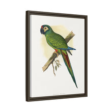 llliger's Macaw (Primolius maracana) colored wood-engraved plate by Alexander Francis Lydon