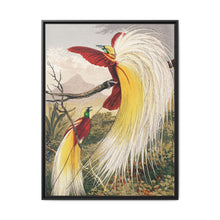 Birds of Paradise: Vintage Natural History Art by Benjamin Fawcett (1808 - 1893) - NOMADEN ART GALLERY
