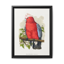 Rose-Breasted Cockatoo (Eolophus roseicapillus) colored wood-engraved plate by Alexander Francis Lydon. - NOMADEN ART GALLERY