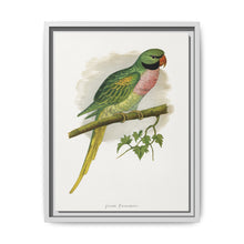 Javan Parrakeet (Psittacula alexandri) colored wood-engraved plate by Alexander Francis Lydon. - NOMADEN ART GALLERY