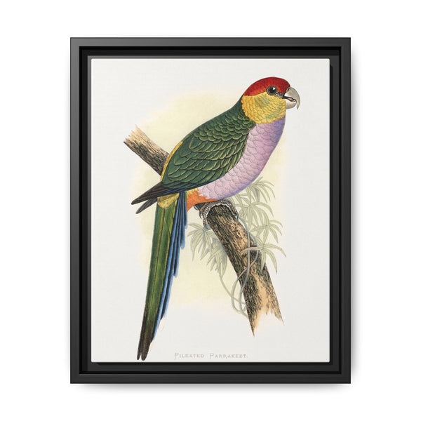 Pileated Parrakeet (Pionopsitta pileata) colored wood-engraved plate by Alexander Francis Lydon. - NOMADEN ART GALLERY