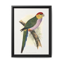 Pileated Parrakeet (Pionopsitta pileata) colored wood-engraved plate by Alexander Francis Lydon. - NOMADEN ART GALLERY
